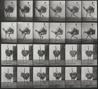 Plate Number 773. Ostrich running