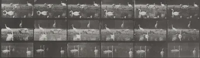 Plate Number 776. Storks, swans, etc.