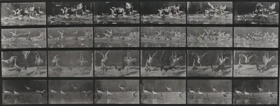Plate Number 777. Storks, swans, etc.