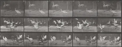 Plate Number 778. Storks, swans, etc.