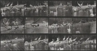 Plate Number 779. Storks, swans, etc.