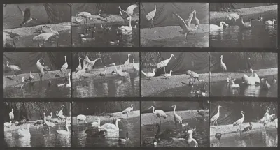 Plate Number 780. Storks, swans, etc.