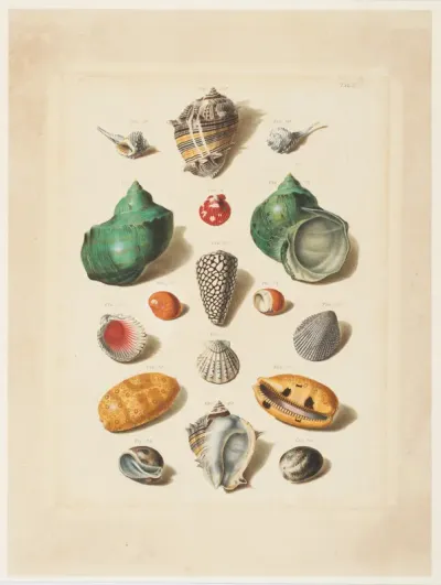 Plate V, from "Choix de Coquillages et de Crustacés"