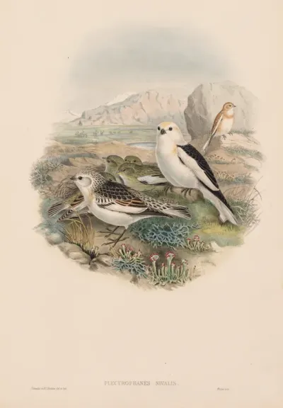 Plectrophanes Nivalis