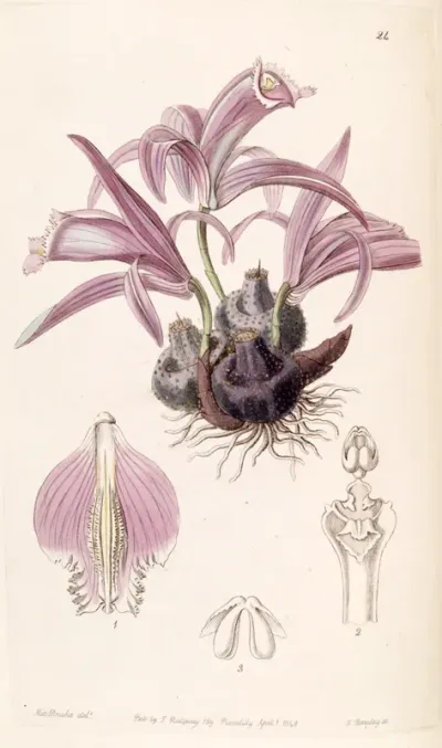 Pleione praecox
