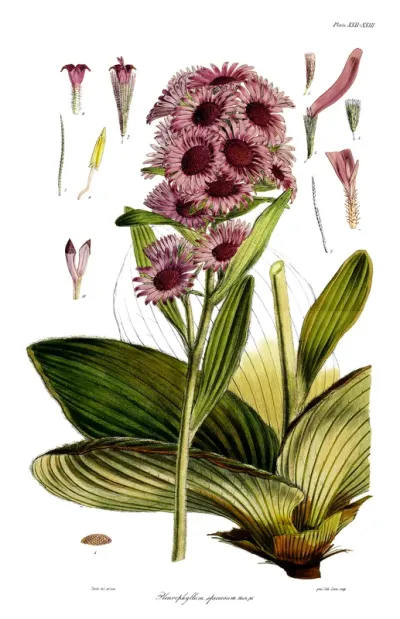 Pleurophyllum speciosum