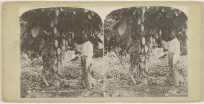 Plukker en cacaoboom in Jamaica