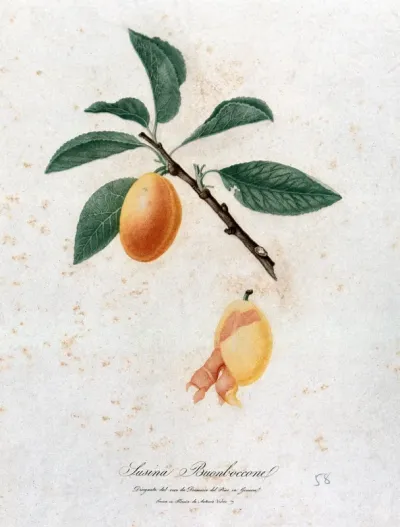 Plum (Prunus species): fruiting branch with partly peeled fruit
