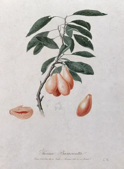 Plum (Prunus species): fruiting branch with sectioned fruit