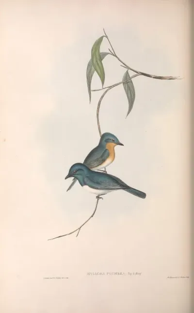 Plumbeous Flycatcher