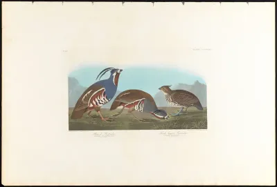 Plumed Partridge and Thick legged Partridge
