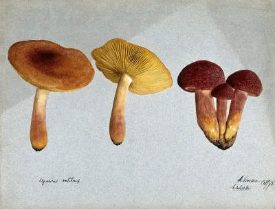 Plums and custard fungus (Tricholomopsis rutilans): five fruiting bodies