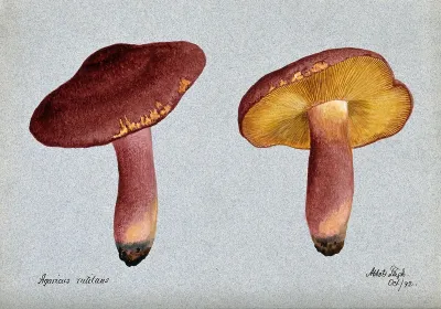 Plums and custard fungus (Tricholomopsis rutilans): two fruiting bodies