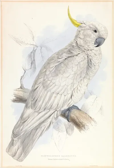 Plyctolophus Galeritus. Greater Sulphur crested Cockatoo.