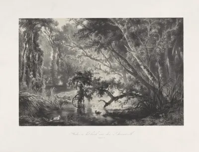 Poel in het bos