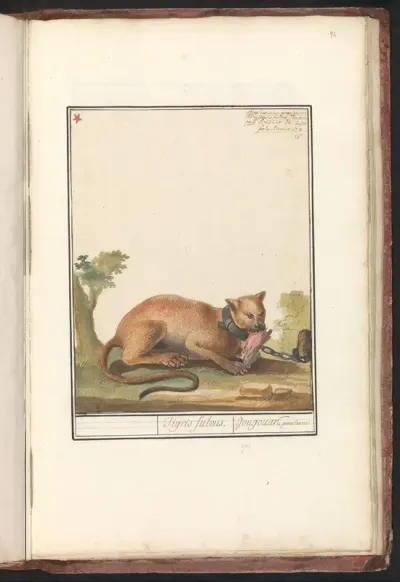 Poema (Puma concolor)