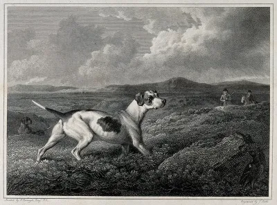 Pointer dogs and huntsmen searching for game-birds that are hiding in the heather behind a large stone