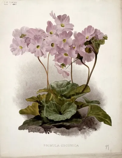 Poison primula (Primula obconica): flowering plant
