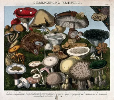 Poisonous fungi: 24 species, including Agaricus, Hypophyllum and Amanita species