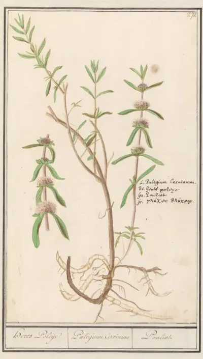 Polei (Mentha pulegium)