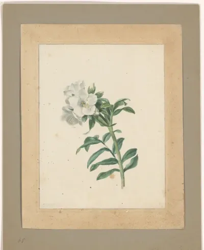 Polemonium carneum