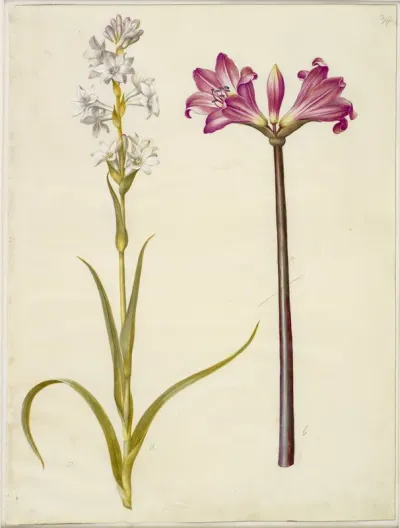 Polianthes tuberosa (tuberose); Amaryllis belladonna (belladonnalilje)