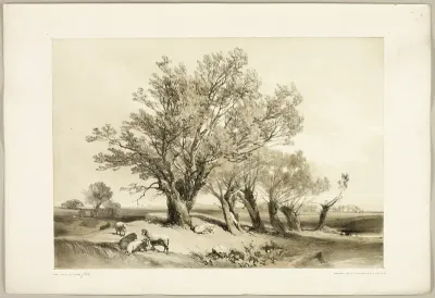 Pollard Willow, from The Park and the Forest
