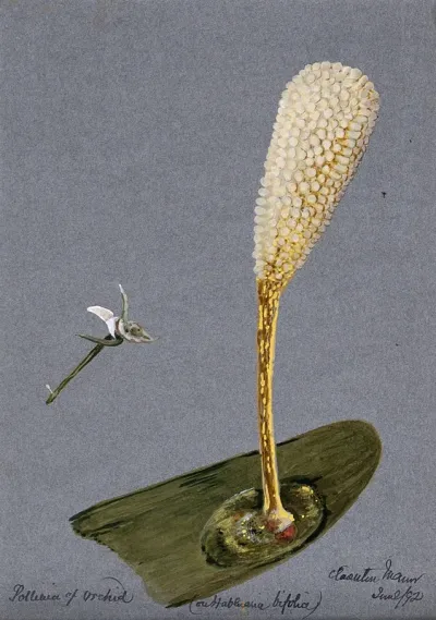 Pollinia (clumps of pollen) of the butterfly habenaria orchid (Habenaria bifolia) on a single stamen