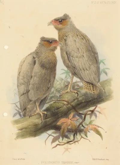 Polyborus Tharus, Var.