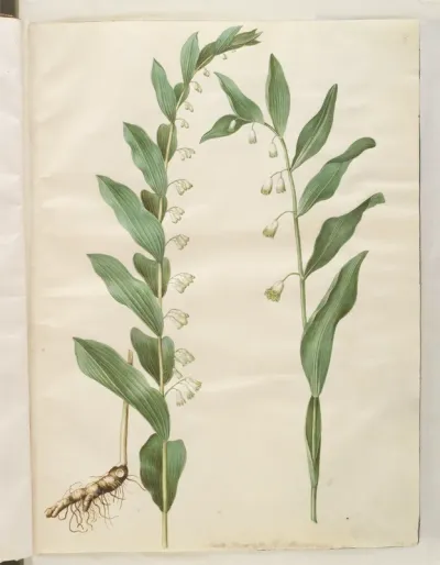 Polygonatum multiflorum (stor konval); Polygonatum odoratum (kantet konval)