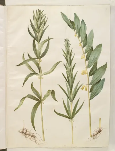 Polygonatum verticillatum (krans-konval); Polygonatum multiflorum (stor konval)