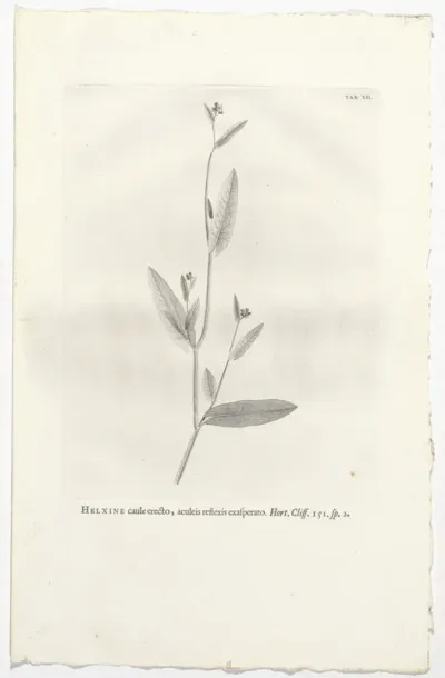 Polygonum sagittatum