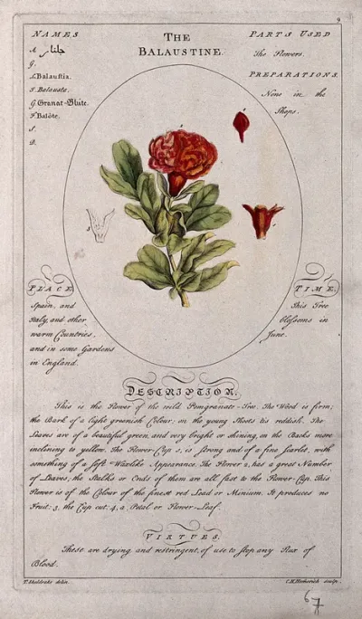 Pomegranate (Punica granatum L.): flowering stem with separate floral segments and a description of the plant and its medical uses
