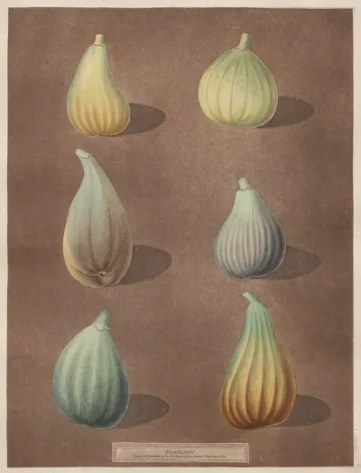Pomona Britannica: No. 74 - Figs