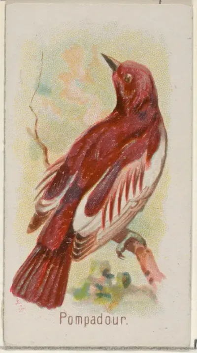 Pompadour, from the Song Birds of the World series (N23) for Allen & Ginter Cigarettes