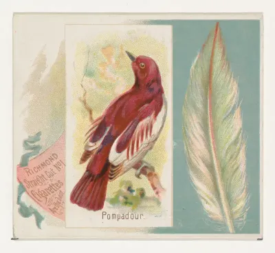 Pompadour, from the Song Birds of the World series (N42) for Allen & Ginter Cigarettes