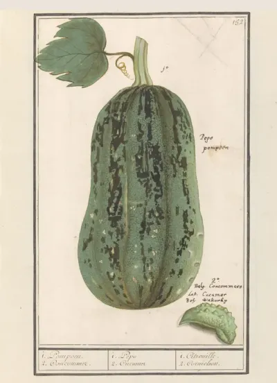Pompoen (Cucurbita pepo)