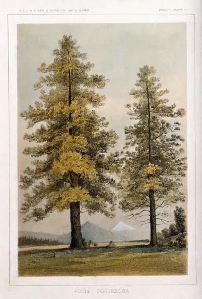 Ponderosa pine (Pinus ponderosa Douglas ex Lawson & P