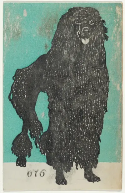 Poodle