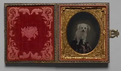 Poodle