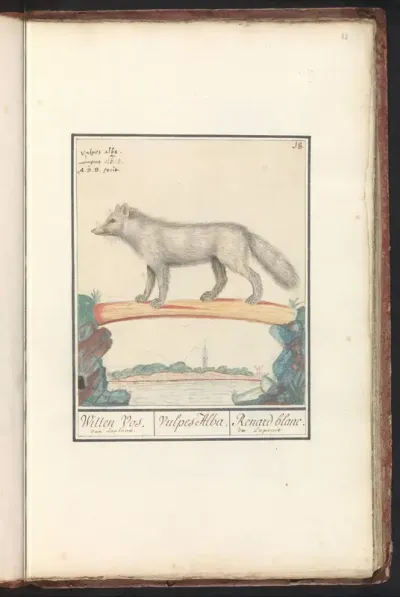 Poolvos (Vulpes lagopus)