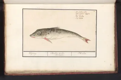 Poon (Triglidae)