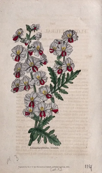Poor man's orchid or butterfly flower (Schizanthus pinnatus): flowering stem