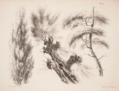 Poplar, Crack Willow and Pine