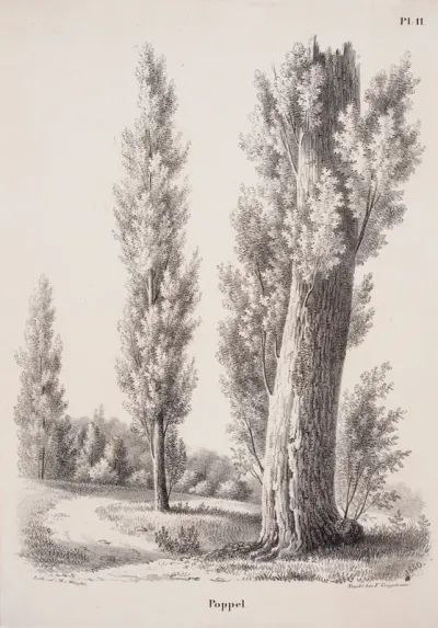 Poplar