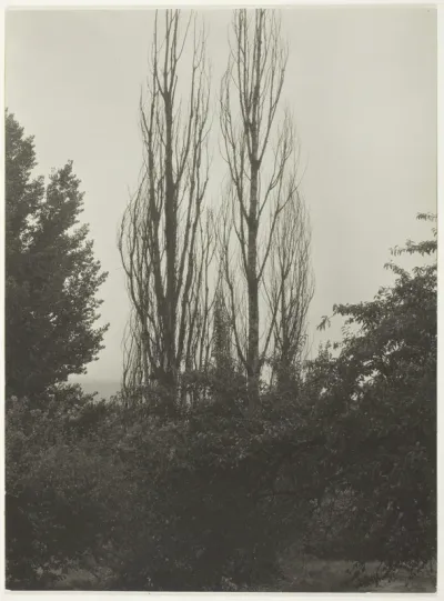 Poplars - Lake George