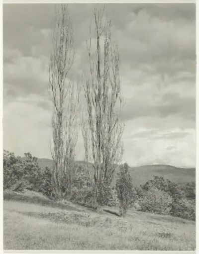 Poplars—Lake George