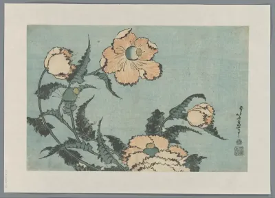 Poppies