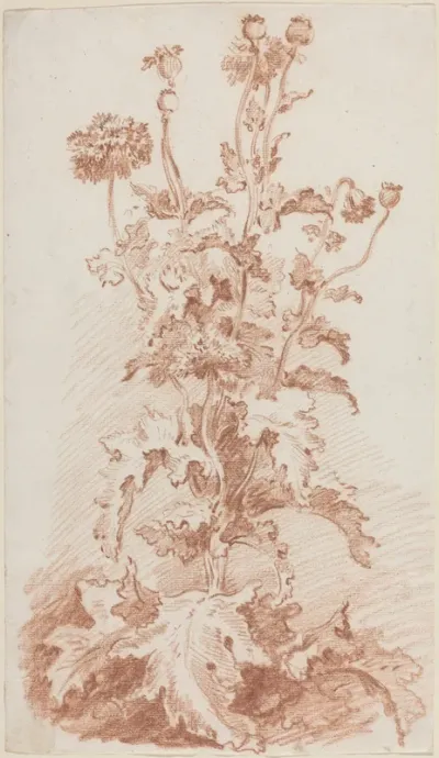 Poppies with Seed Pods