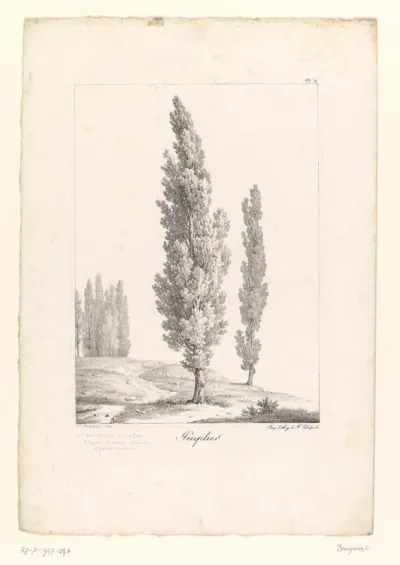 Populier